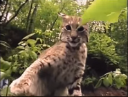 Zoboomafoo (1999-2001)