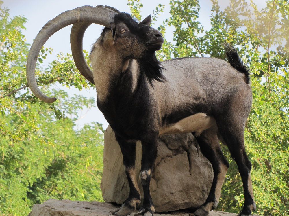 Bezoar goat facts, pictures, behaviour, habitat and conservation status