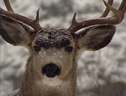 Baby Einstein Deer