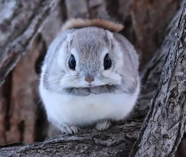 baby japanese dwarf flying squirrel