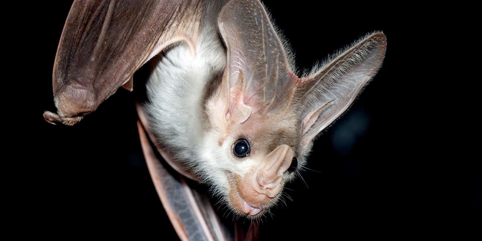 australian ghost bat