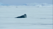 Hostile Planet (2019)