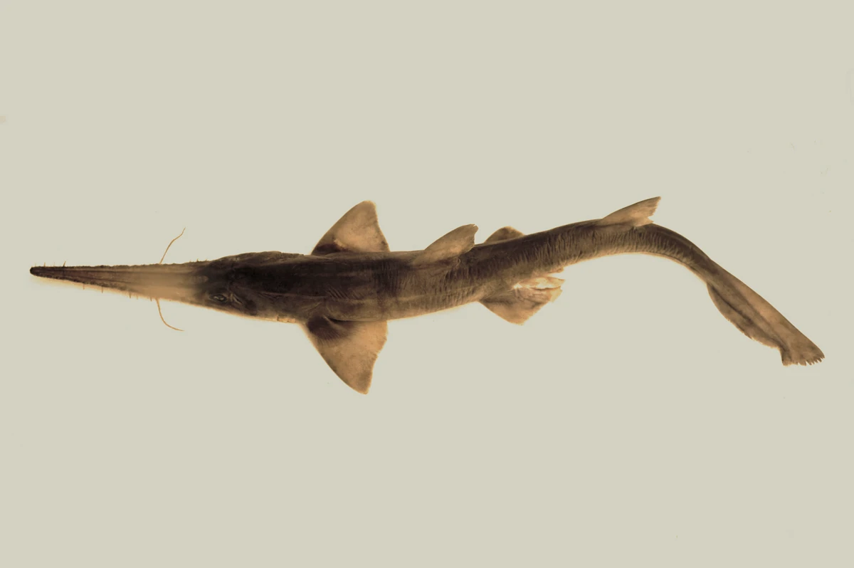 Shortnose Sawshark NatureRules1 Wiki Fandom