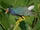 American Purple Gallinule