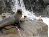 California Sea Lion