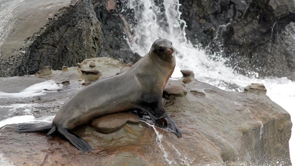 San Francisco Sea Lions 1946