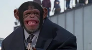 Common Chimpanzee
