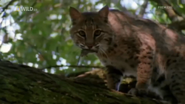 Wild Swamplands (2013)