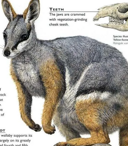 その他 Yellow Footed Wallaby [DVD] Australian Animal Replica - Yellow Footed Rock Wallaby 10cmH