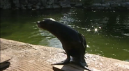Zoo Days (2007)