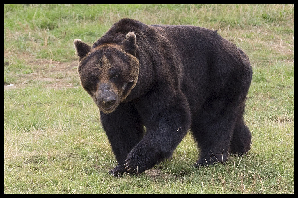 Ussuri brown bear - Wikipedia