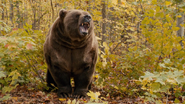 Against the Wild (2015)