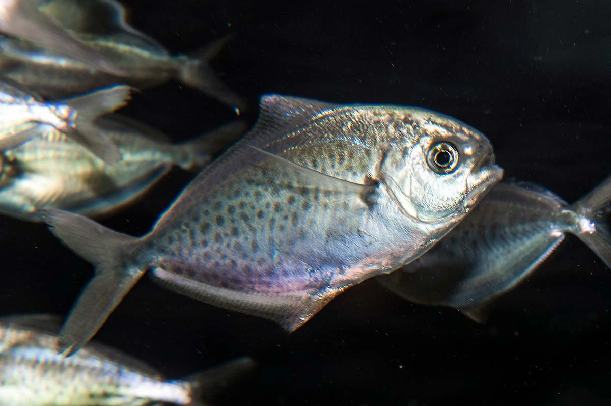 American Butterfish NatureRules1 Wiki Fandom