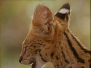 Eyewitness (1994-1997)