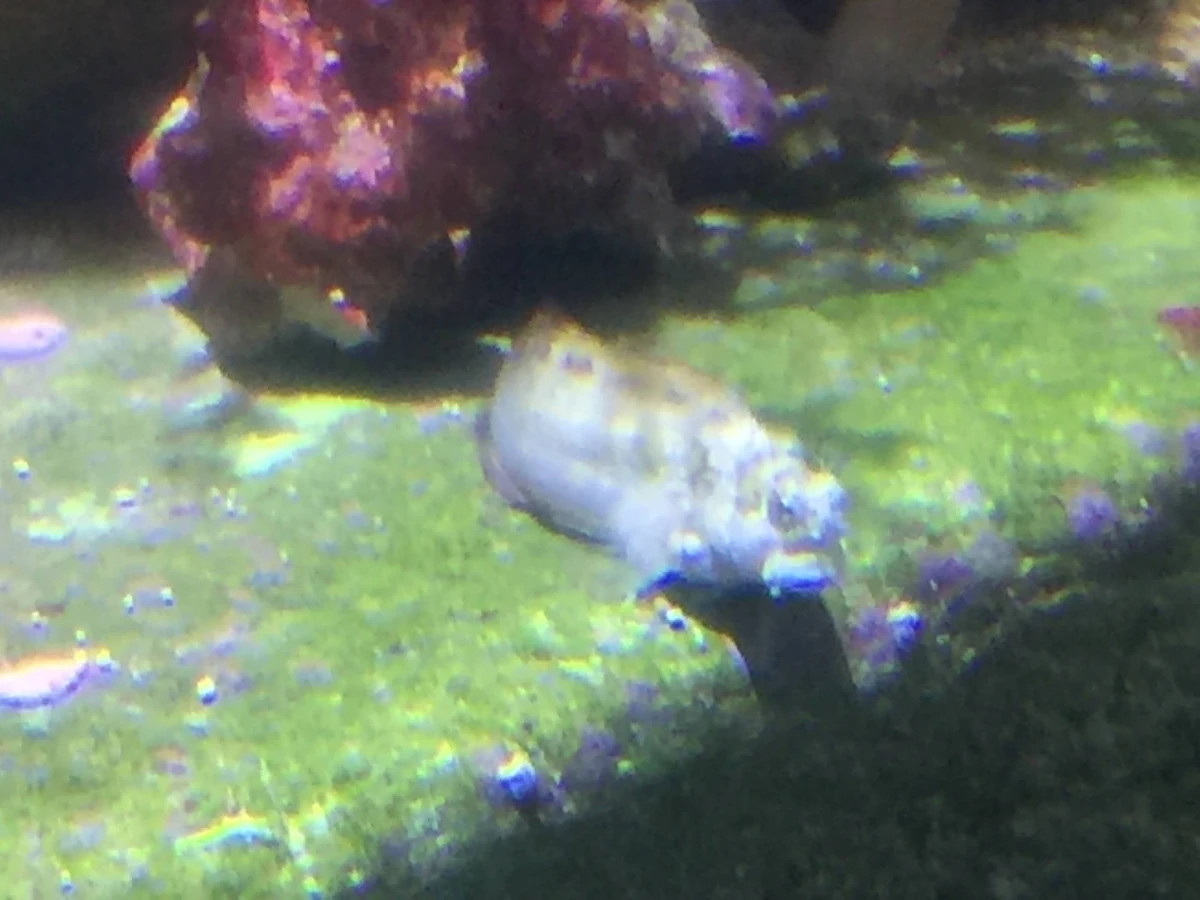 Lawnmower Blenny NatureRules1 Wiki Fandom