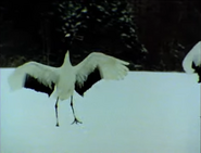 Love Birds (1986)