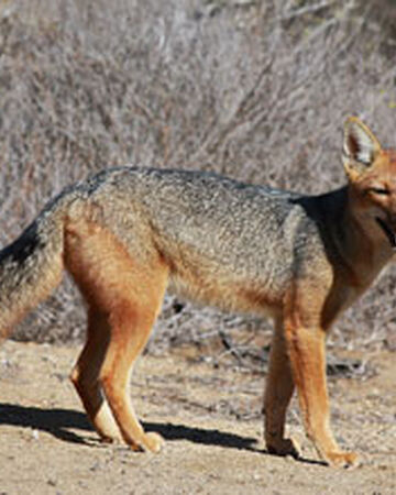 culpeo fox species