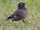 Indian Myna