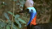 Wild Indonesia (2007)