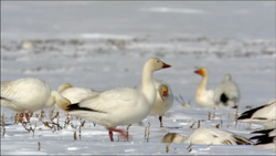 Snow Goose, NatureRules1 Wiki