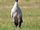 Black-necked Crane