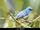 African Blue Flycatcher