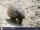 Andean Hairy Armadillo