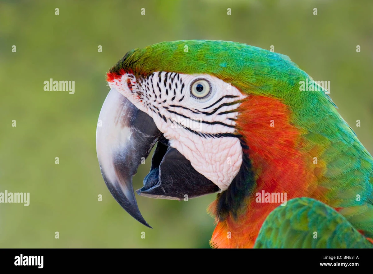 Catalina Macaw NatureRules1 Wiki Fandom