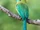 Amazonian Motmot