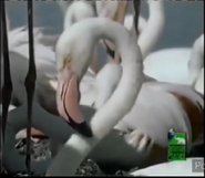 Jim Henson's The Animal Show (1994-1998)