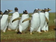 Penguin Islands (1980)