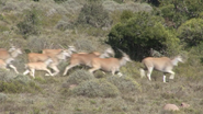 Shamwari (2012)