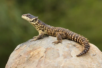 Giant Girdled Lizard | NatureRules1 Wiki | Fandom