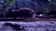 Supernatural: The Unseen Powers of Animals (1999)