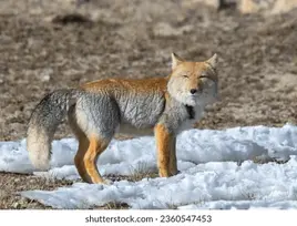 Tibetan-sand-fox-north-sikkim-260nw-2360547453