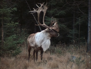 Wild America (1982-1994)