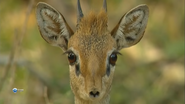 Animal Strategies (2004)