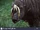 Buru Babirusa