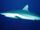 Grey Reef Shark