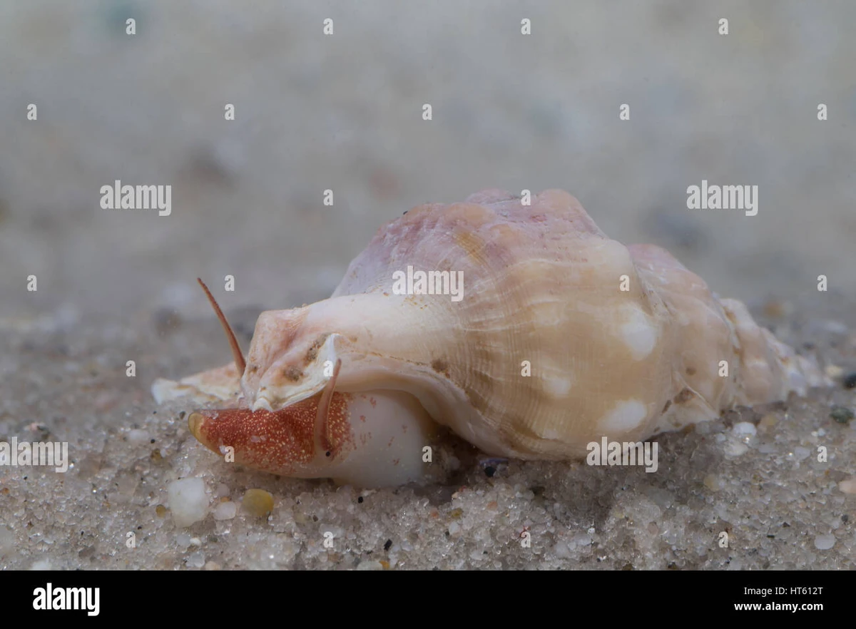 Pelican's Foot | NatureRules1 Wiki | Fandom