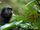 Pig-tailed Langur