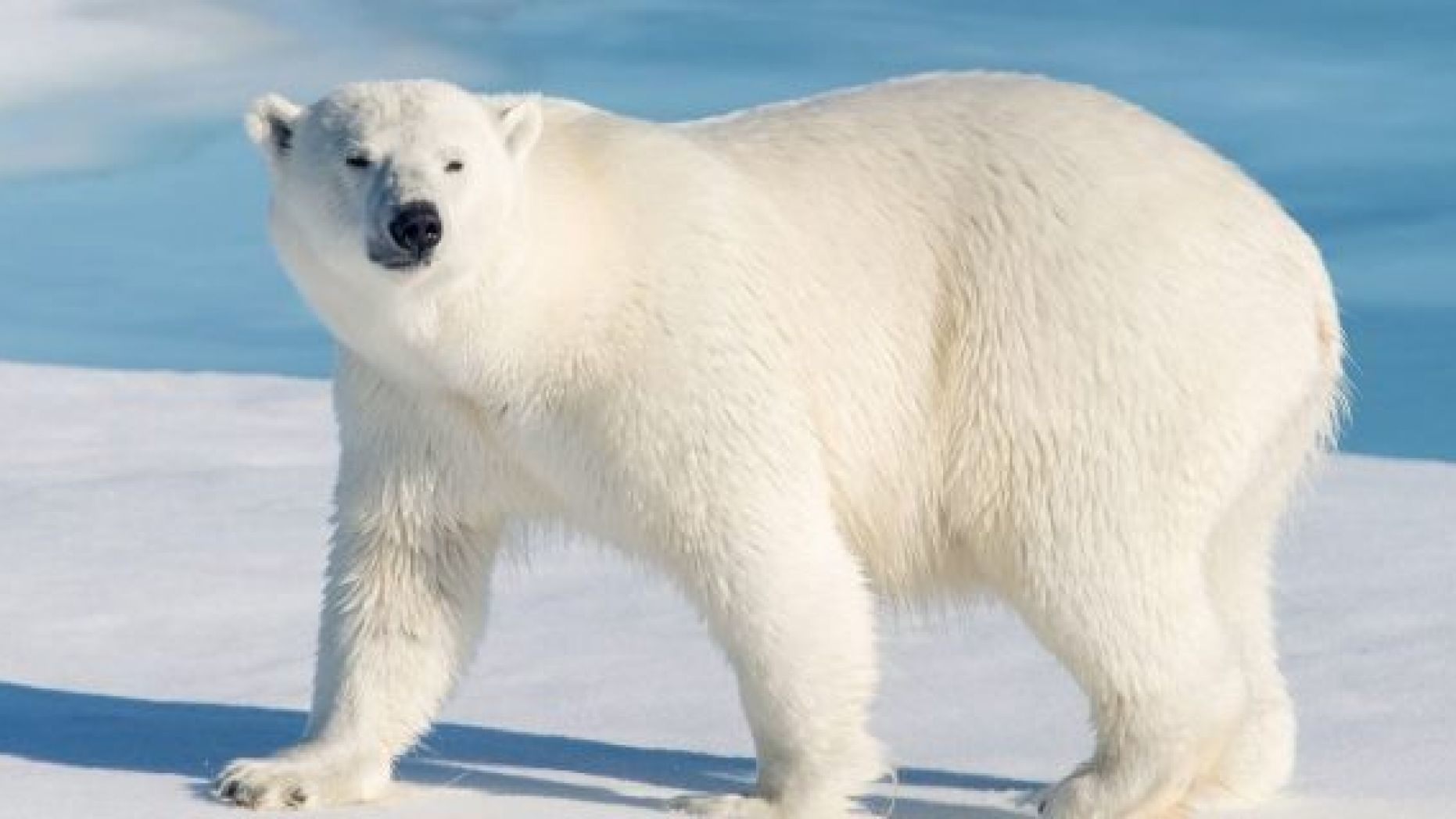 Polar Bear, Nature