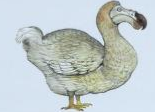 Dodo NatureRules1 Wiki Fandom