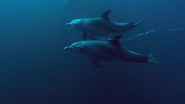 Wild Ocean (2008)