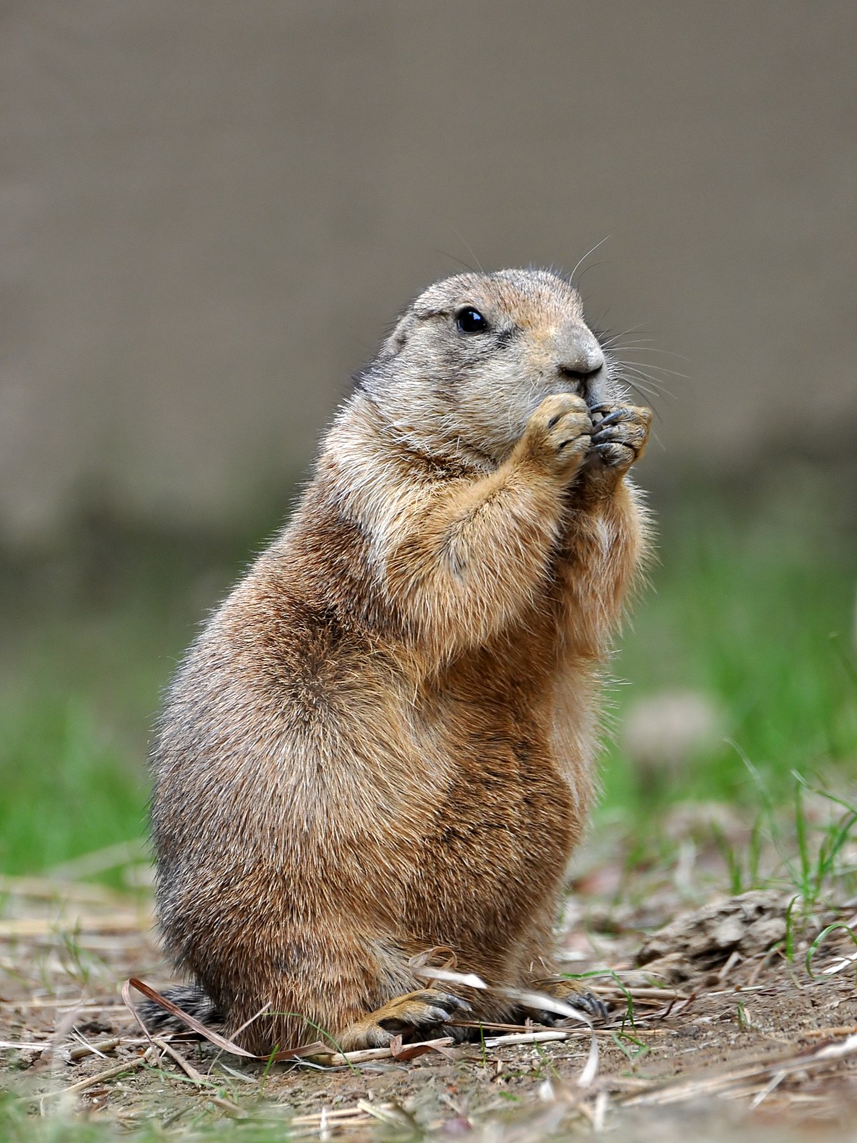 Category:Ground Squirrels | NatureRules1 Wiki | Fandom