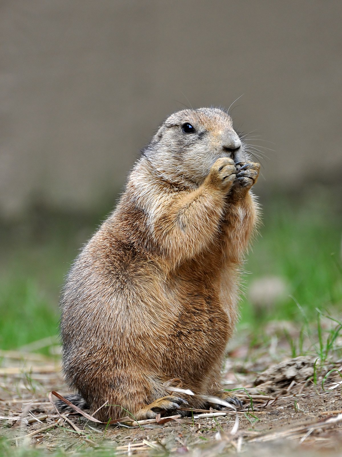 CategoryGround Squirrels NatureRules1 Wiki Fandom