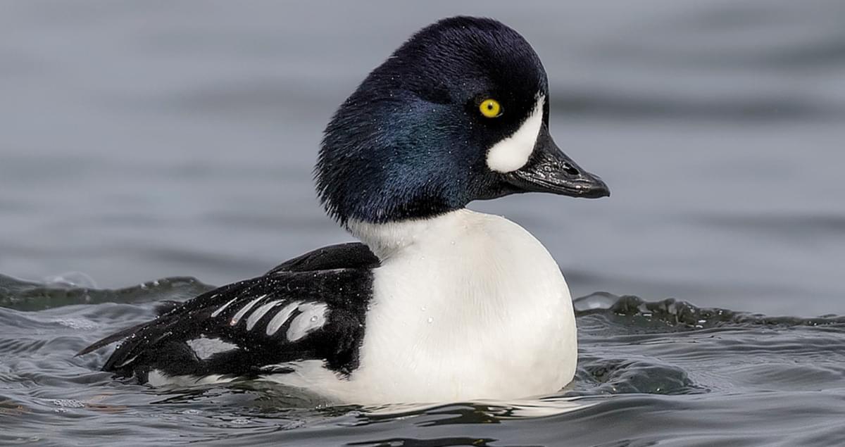 Common goldeneye - Wikipedia