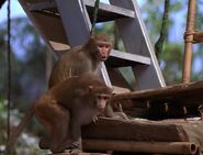 George of the Jungle (1997)