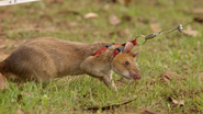Ingenious Animals (2016)