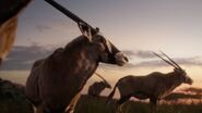 Gemsbok